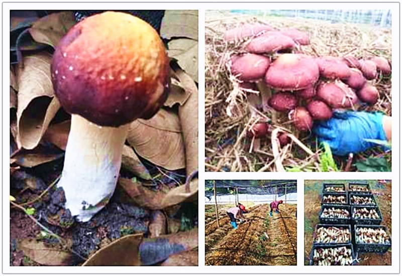 6731������Ϸ(�й���)-�ٷ���վ